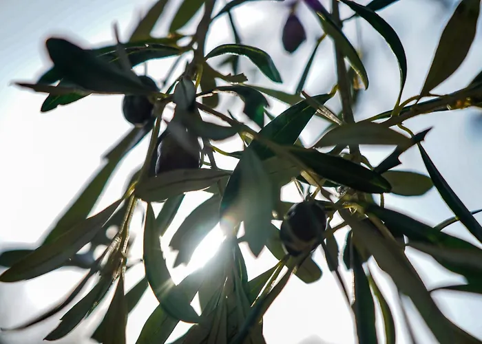 Bellavista 3* San Bartolomeo Al Mare